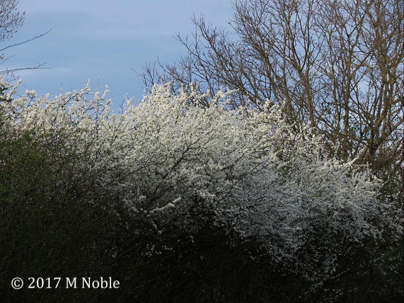 blackthorn blossom ex img_5907 (800).JPG